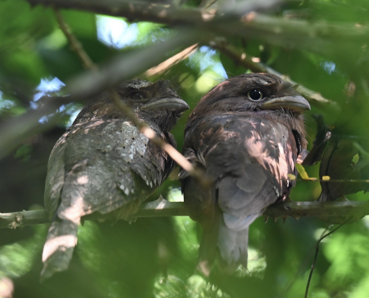 セイロンガマグチヨタカ - ML645926579