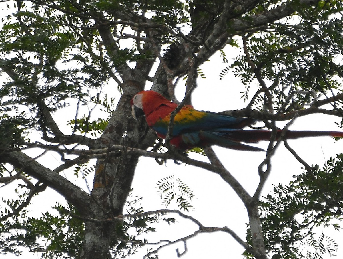 コンゴウインコ - ML645926580