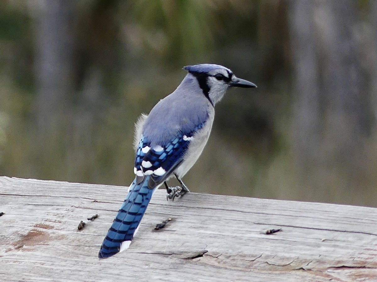 アオカケス - ML645926581