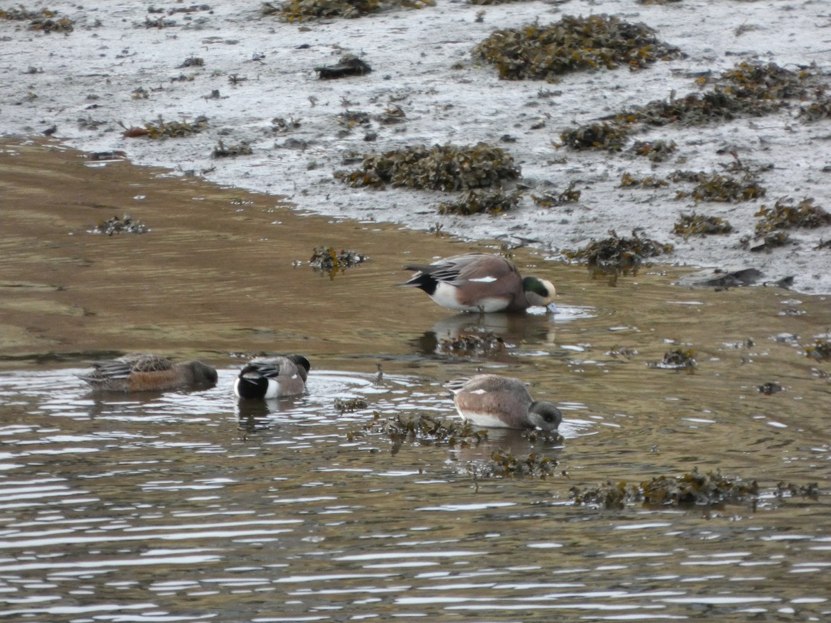 アメリカヒドリ - ML645926583