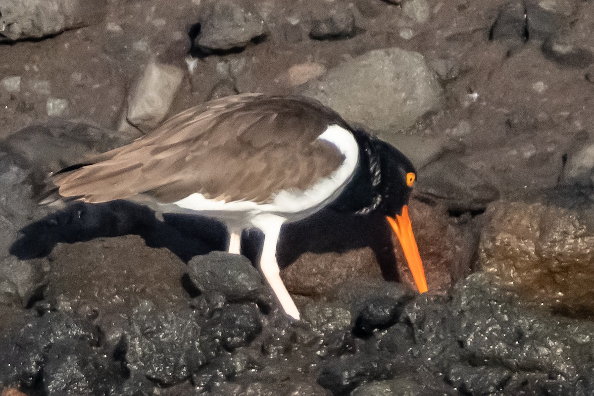 アメリカミヤコドリ - ML645926584