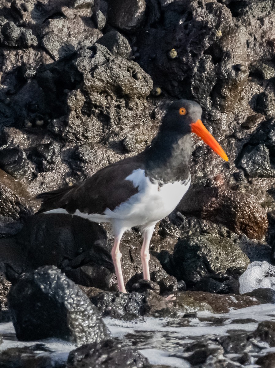 アメリカミヤコドリ - ML645926585