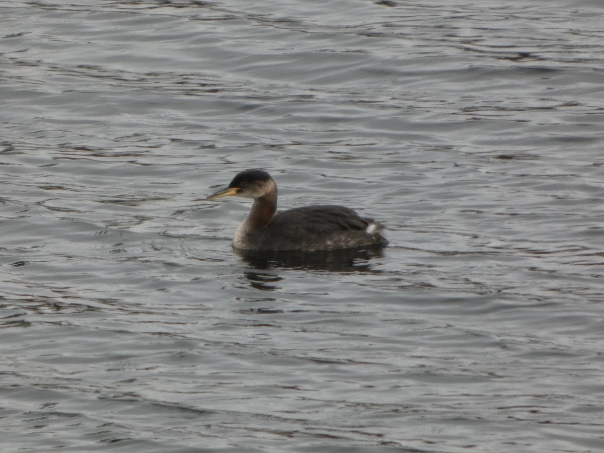 アカエリカイツブリ - ML645926586