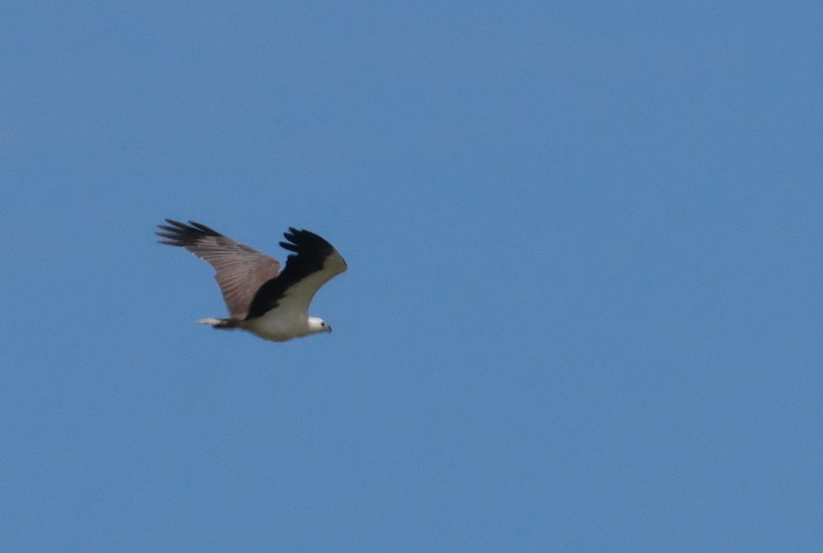 シロハラウミワシ - ML645926587