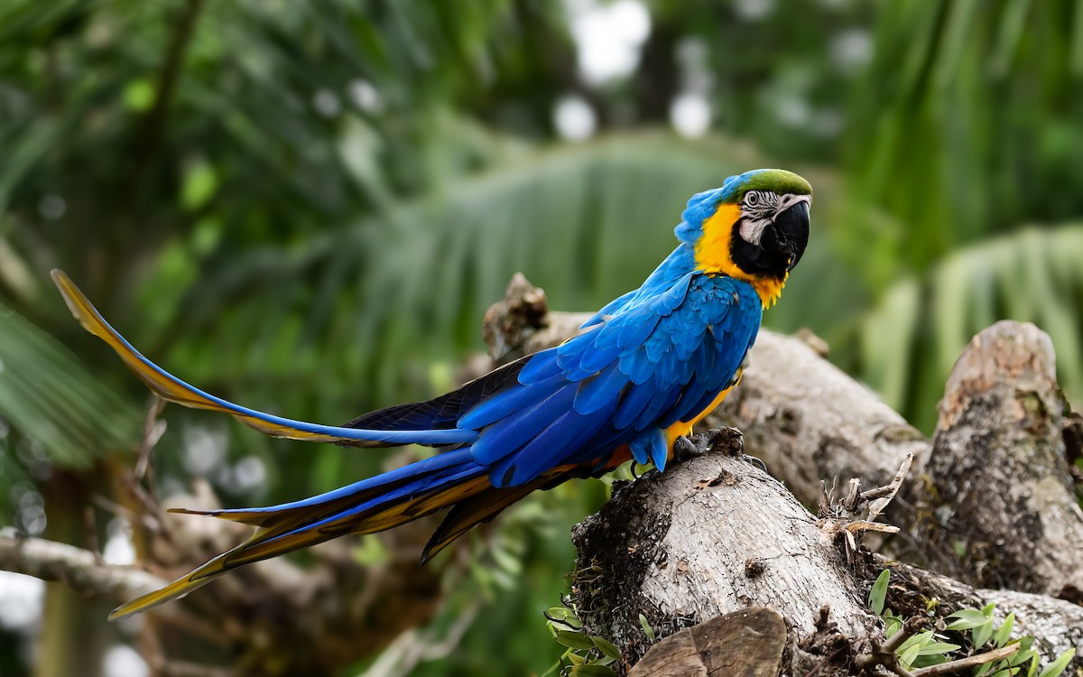 ルリコンゴウインコ - ML645926588