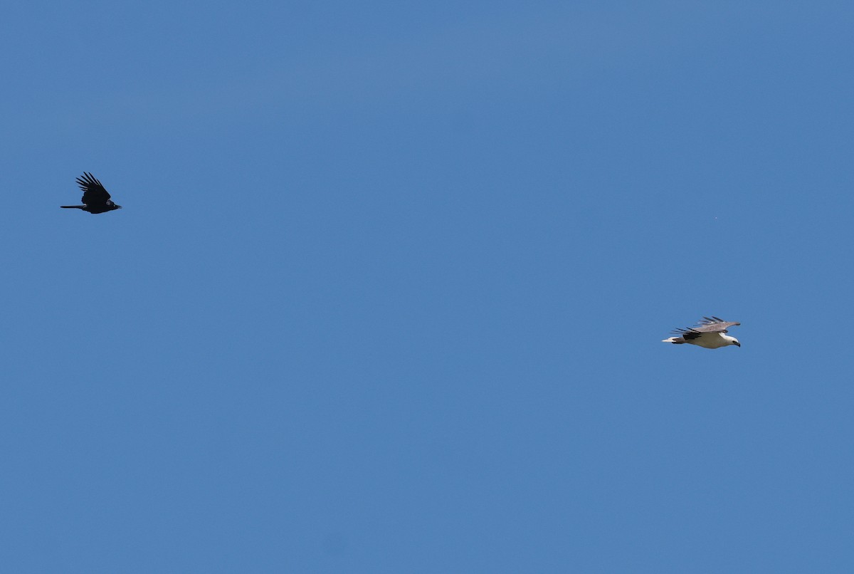 シロハラウミワシ - ML645926589