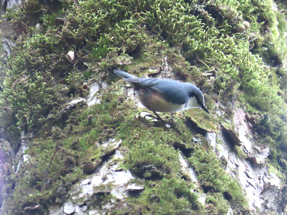 ゴジュウカラ - ML645926590