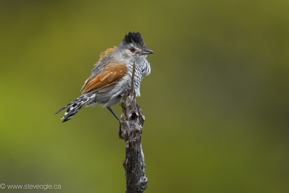 クリバネアリモズ - ML645926593