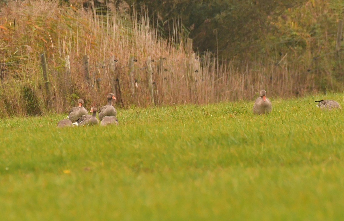 ハイイロガン - ML645926594