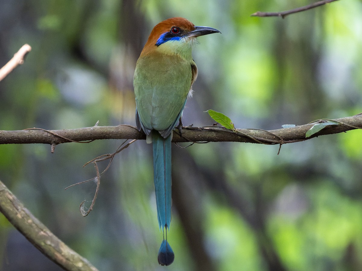 チャズキンハチクイモドキ - ML645926596