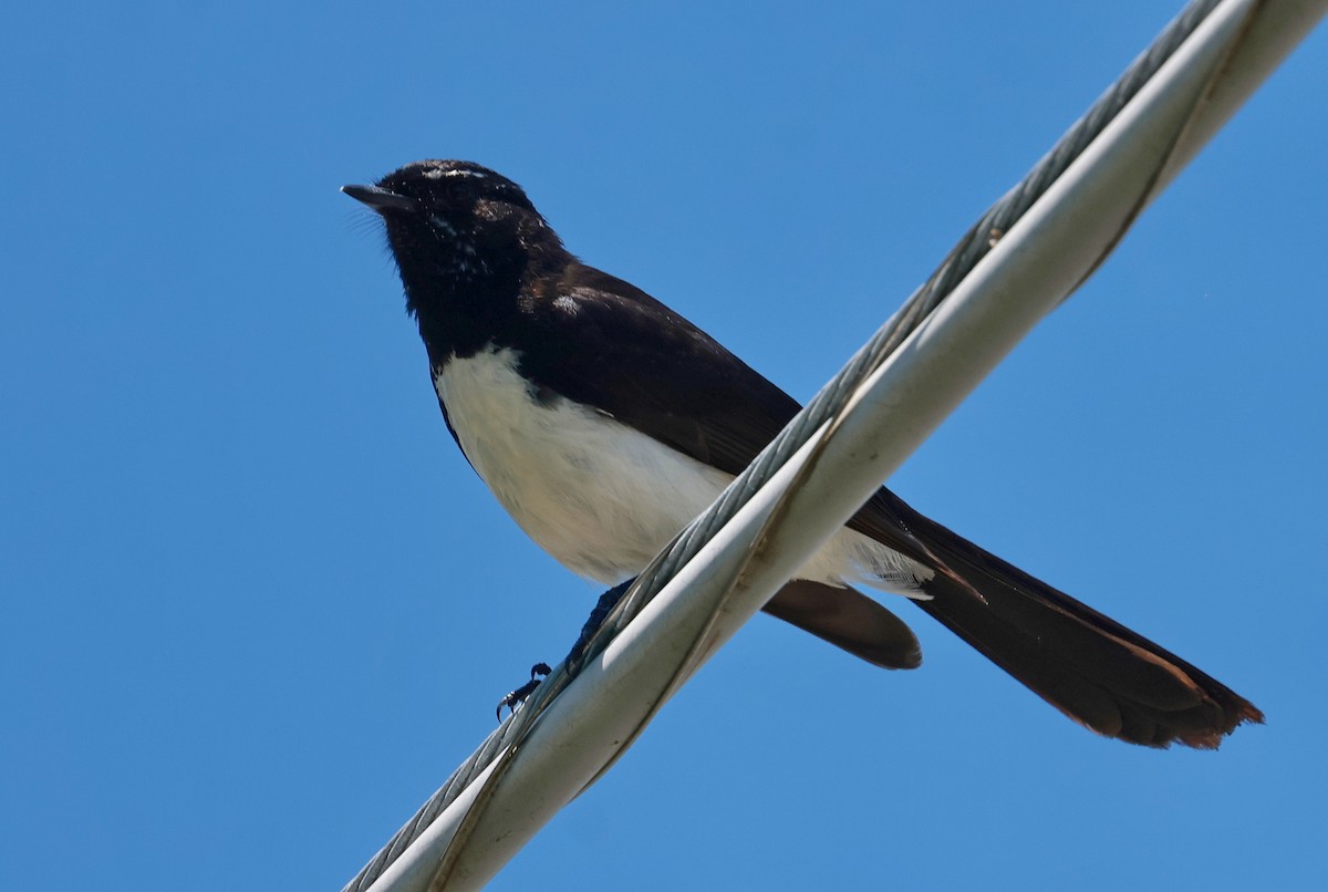 ヨコフリオウギビタキ - ML645926597