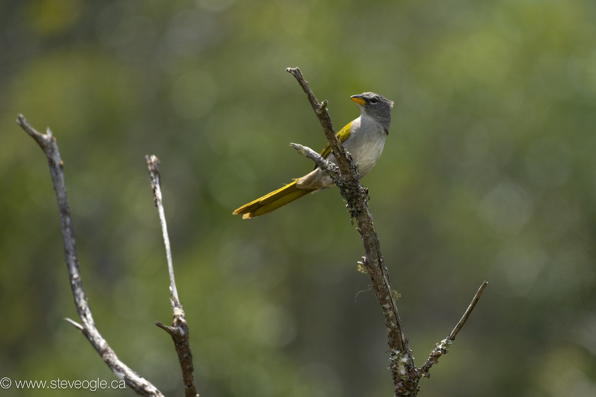 キノドソウゲンノジコ - ML645926598