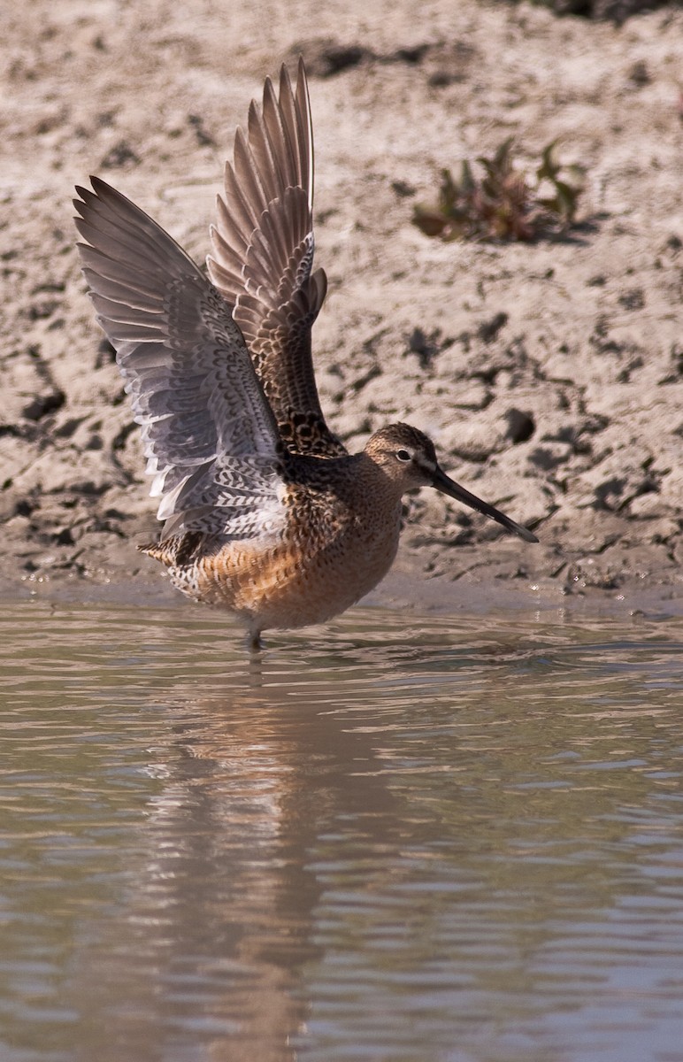 オオハシシギ - ML645926599