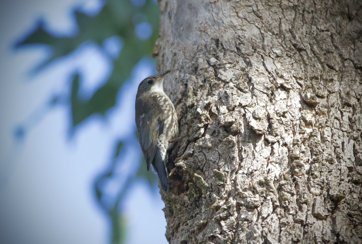 White-throated Treecreeper (White-throated) - ML645926600