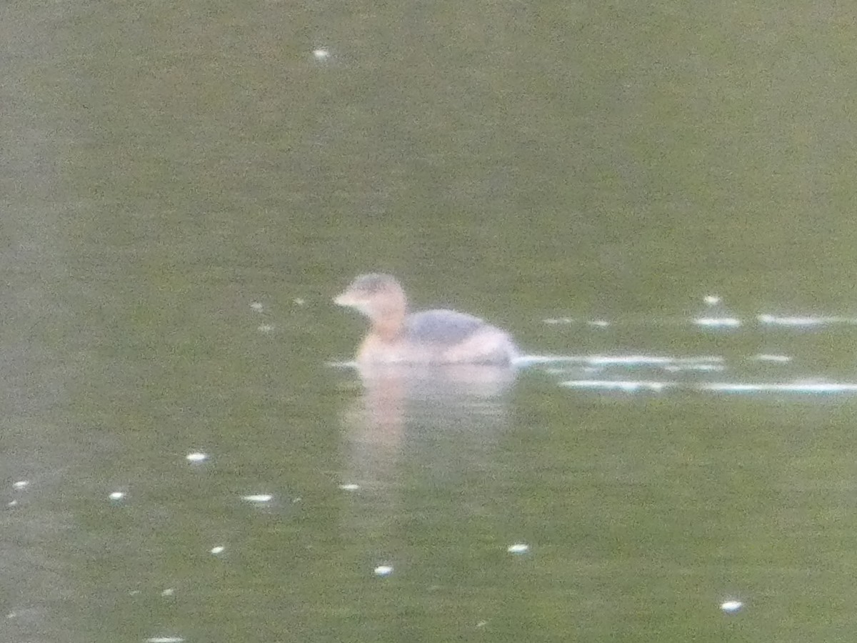 オビハシカイツブリ - ML645926601