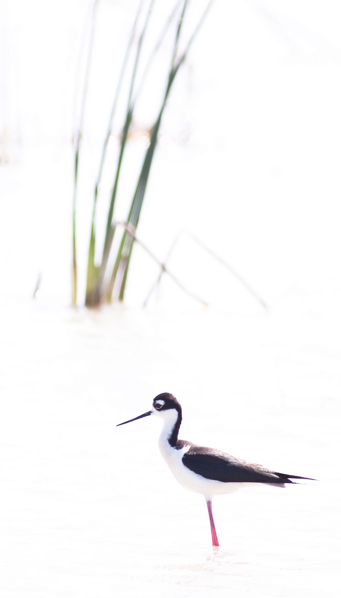 クロエリセイタカシギ - ML645926604