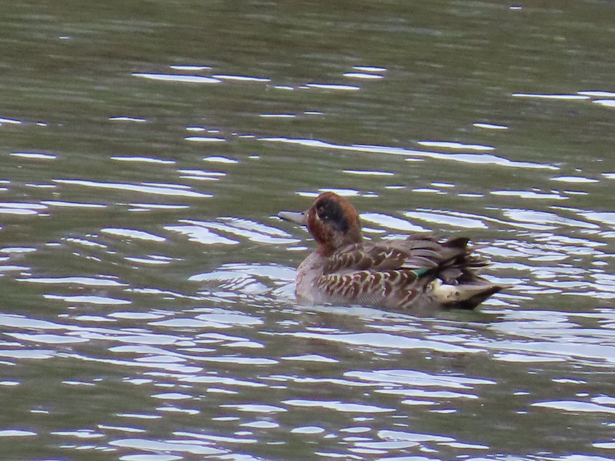 コガモ（亜種 コガモ） - ML645926605
