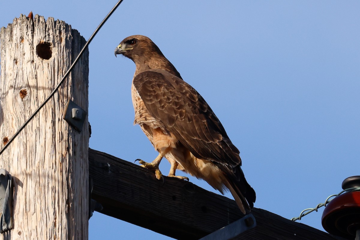 Red-tailed Hawk - ML645926607