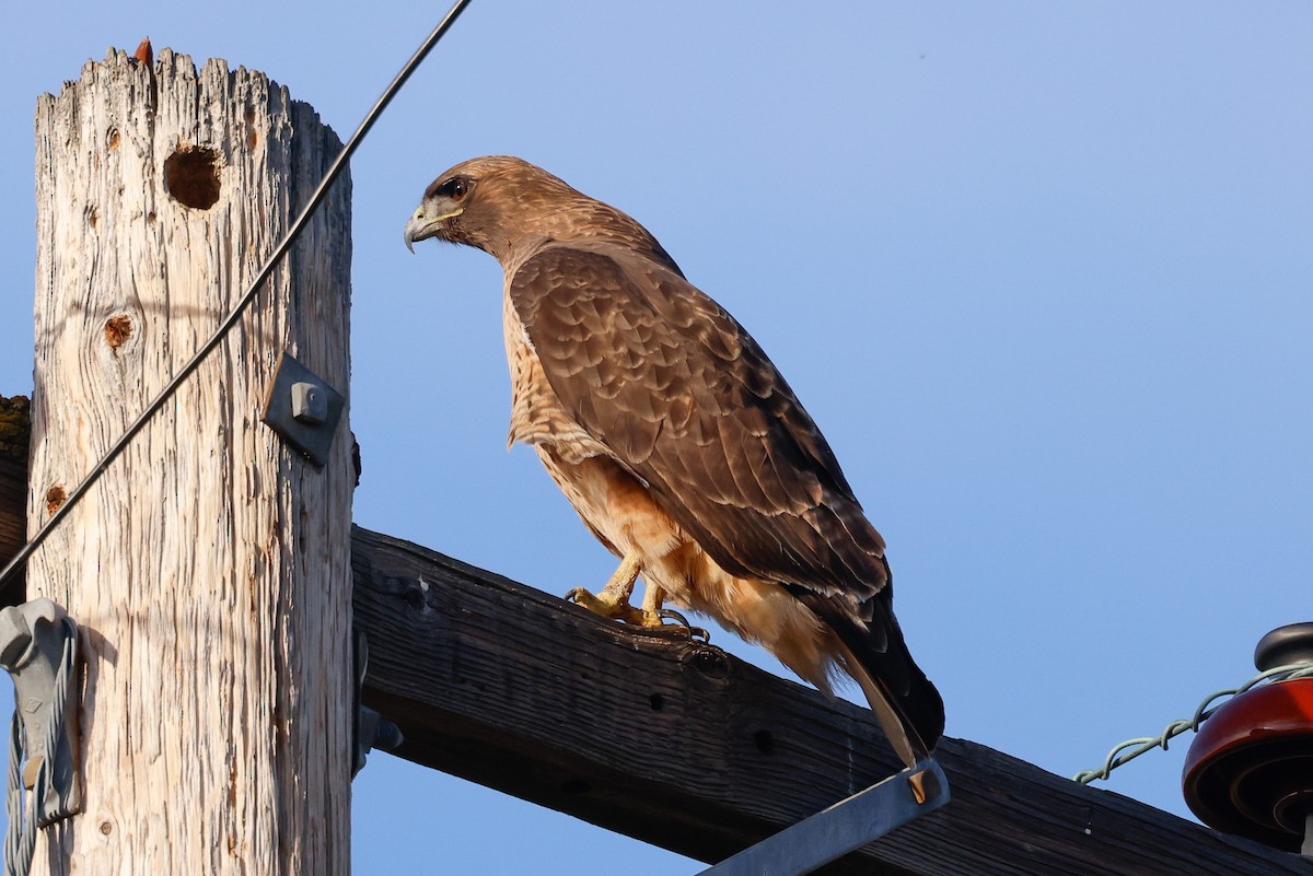 Red-tailed Hawk - ML645926608
