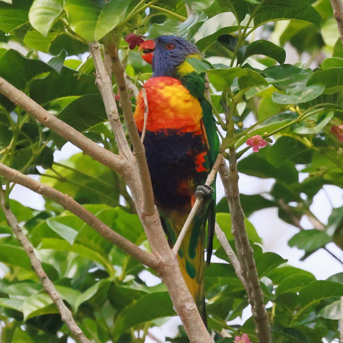 Rainbow Lorikeet - ML645926609