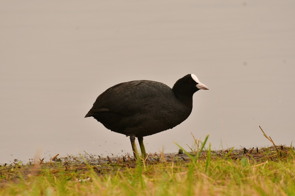 Eurasian Coot - ML645926610