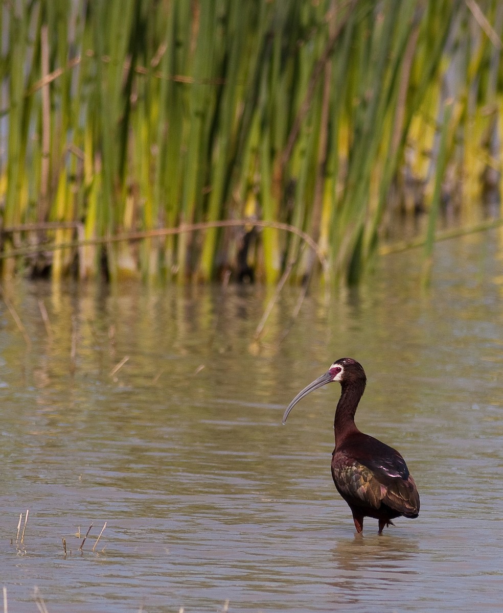 White-faced Ibis - ML645926611