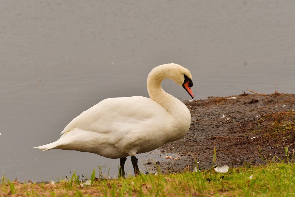 Mute Swan - ML645926612