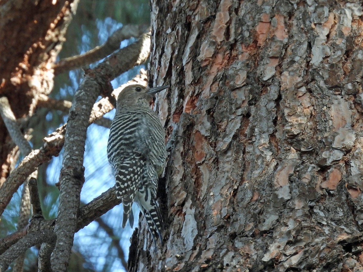 Williamson's Sapsucker - ML645926613