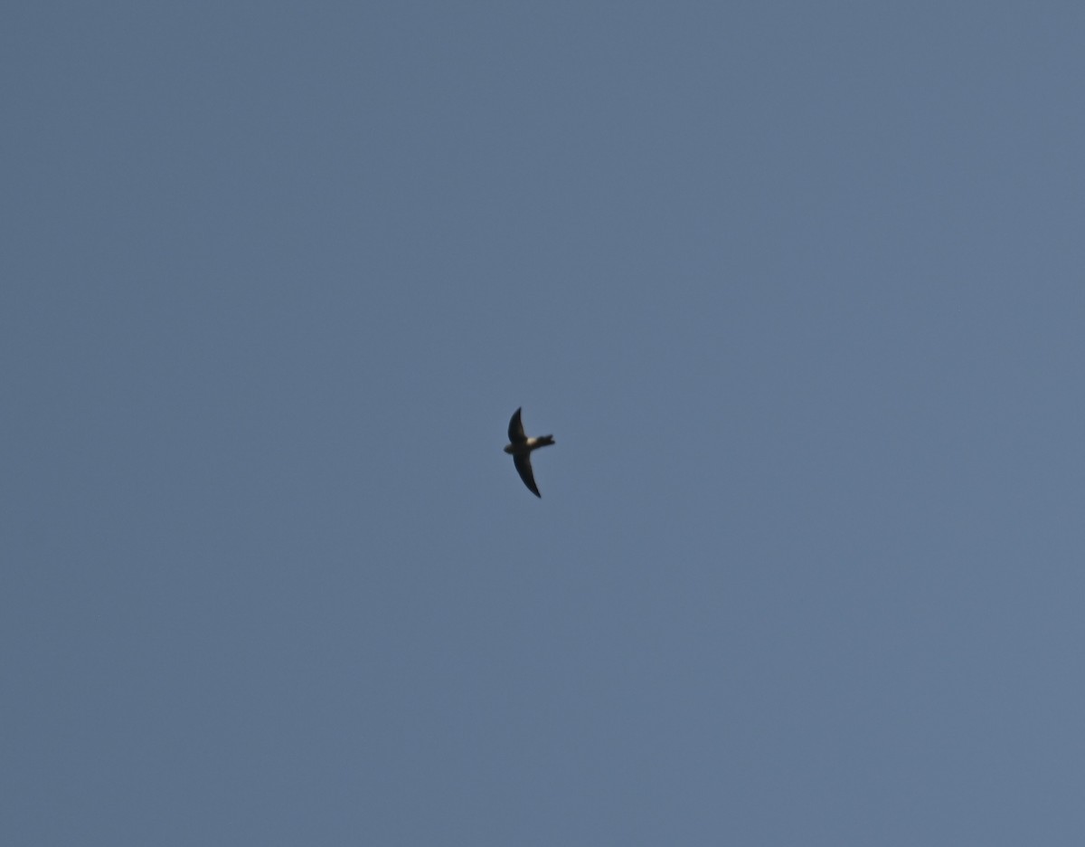 White-rumped Spinetail - ML645926614