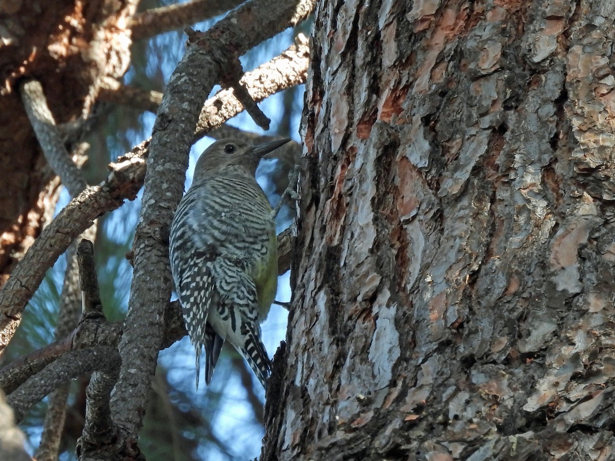 Williamson's Sapsucker - ML645926615