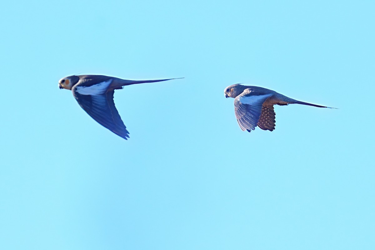 Cockatiel - ML645926619