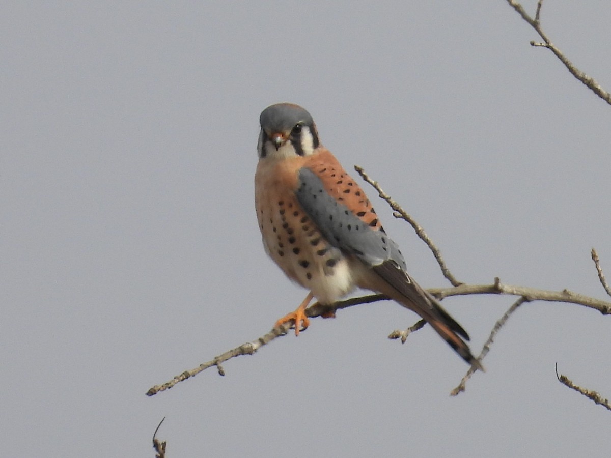 American Kestrel - ML645926620