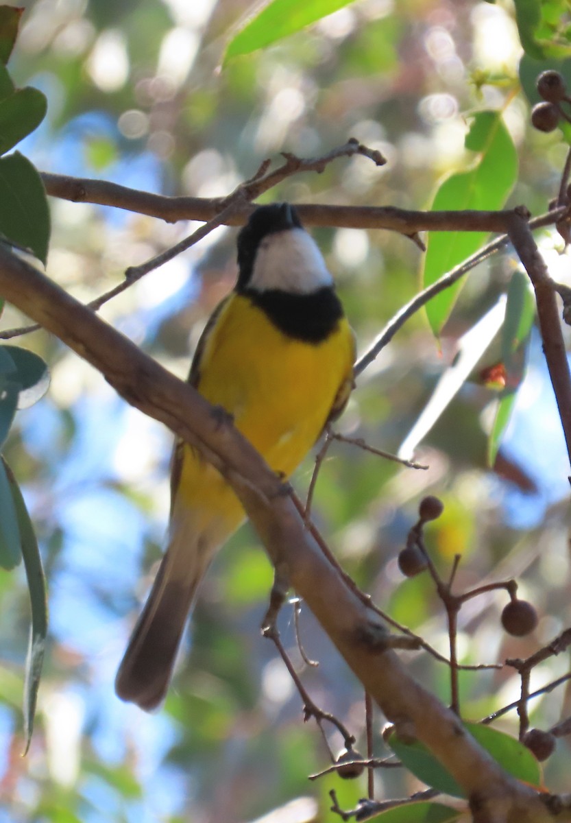 Golden Whistler (Western) - ML645926625