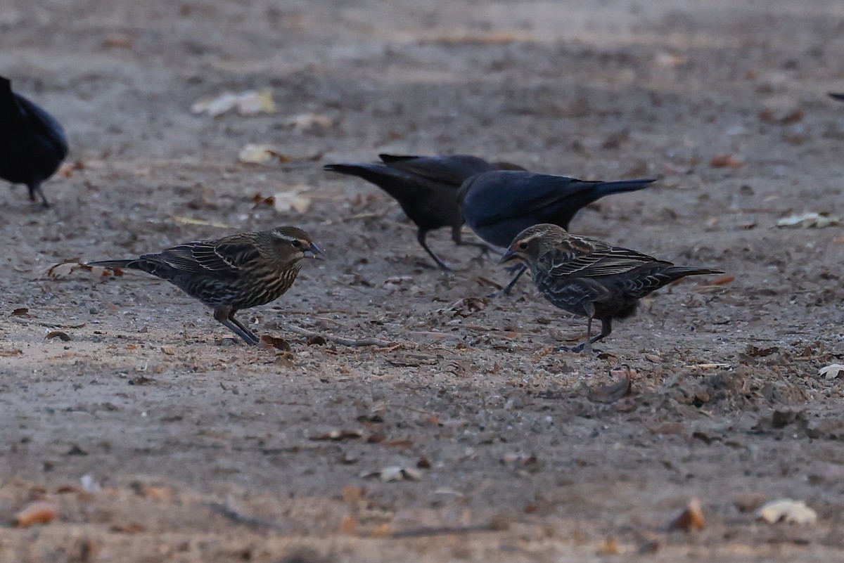 Red-winged Blackbird - ML645926626