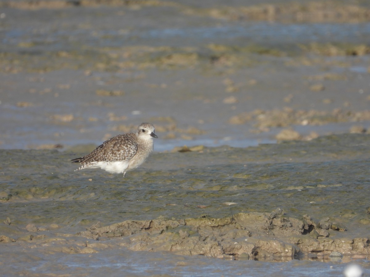 Black-bellied Plover - ML645926627