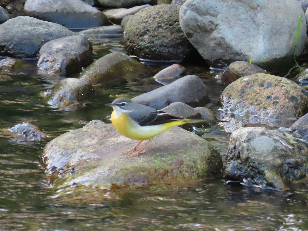 Gray Wagtail - ML645926628
