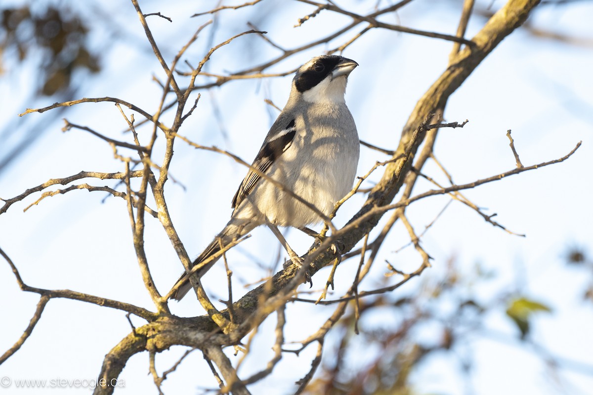 White-banded Tanager - ML645926629