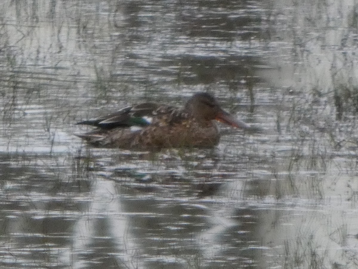 Northern Shoveler - ML645926631