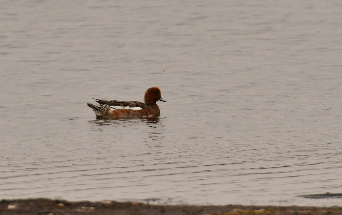 Eurasian Wigeon - ML645926632