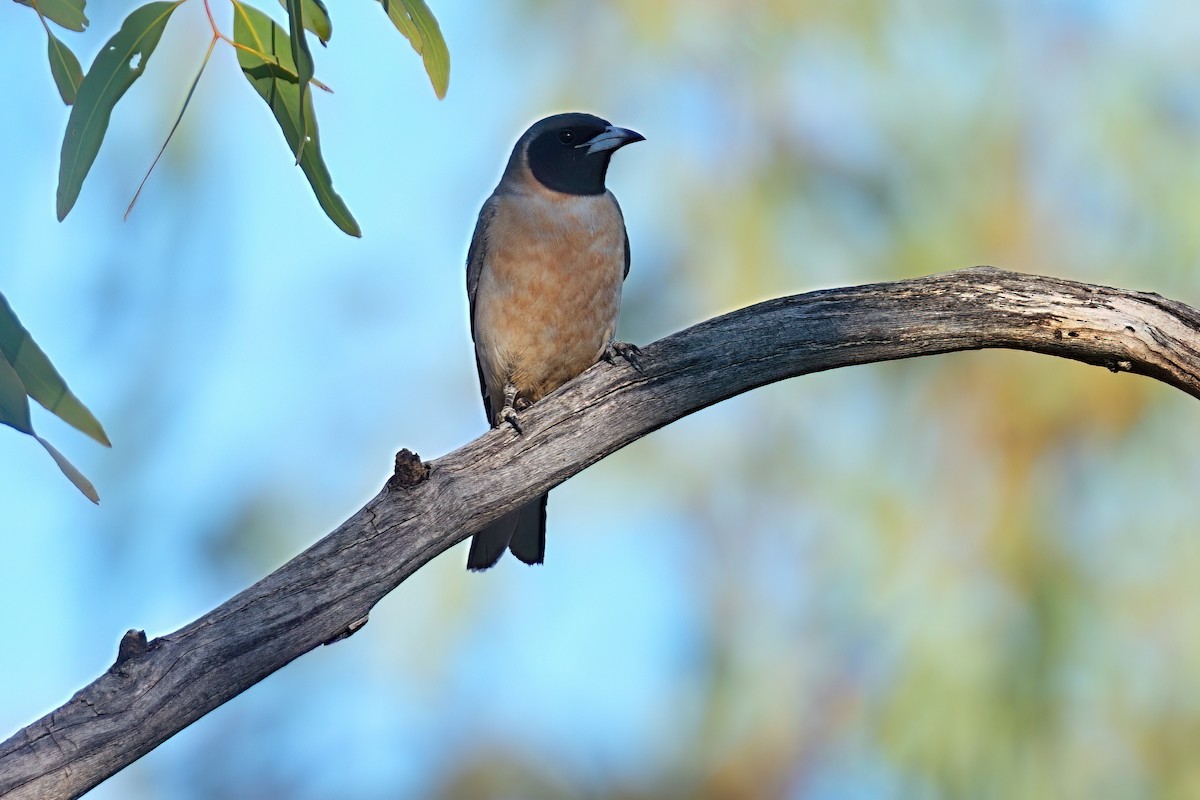 Masked Woodswallow - ML645926637