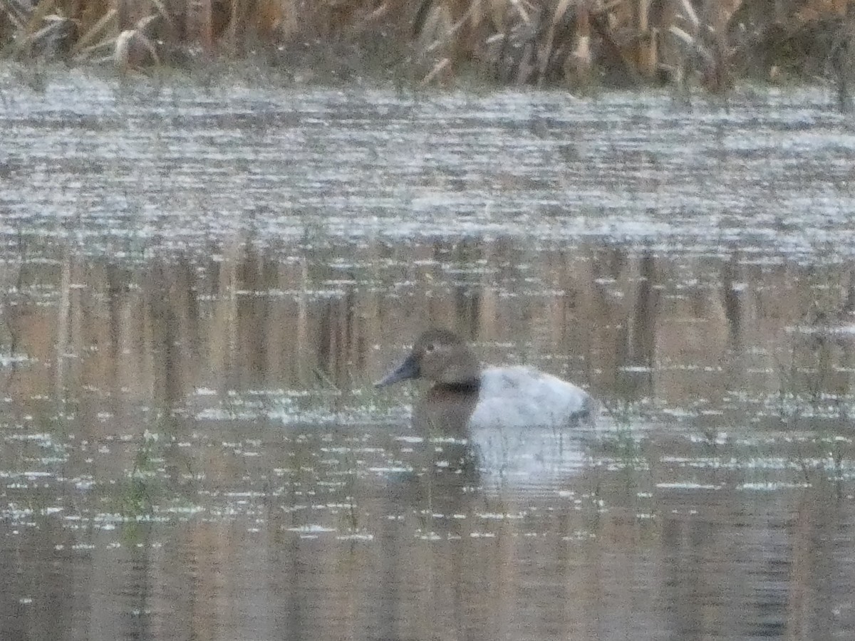 Canvasback - ML645926639