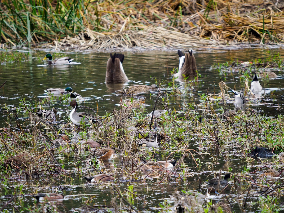 Northern Pintail - ML645926640