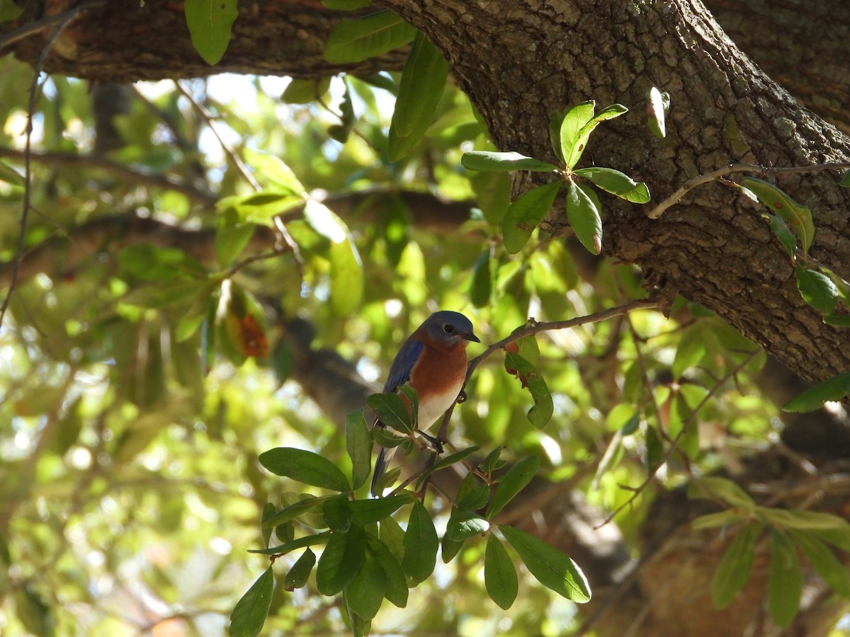 Eastern Bluebird - ML645926646