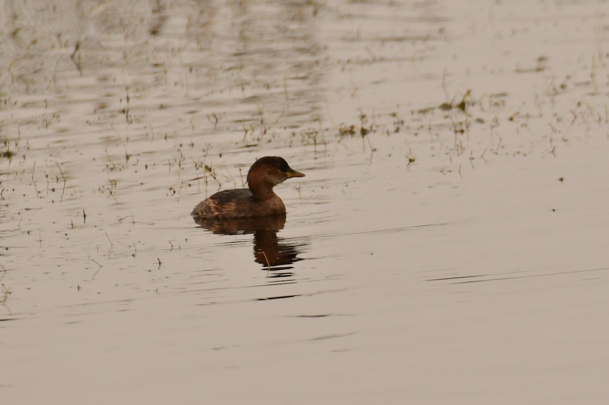 Little Grebe - ML645926648
