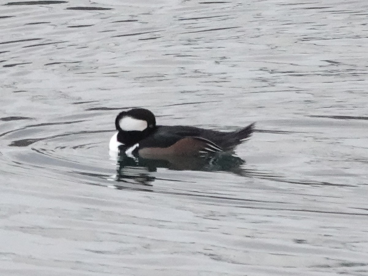 Hooded Merganser - ML645926650