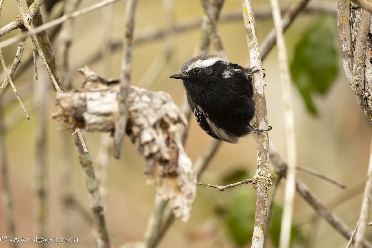 Black-bellied Antwren - ML645926651