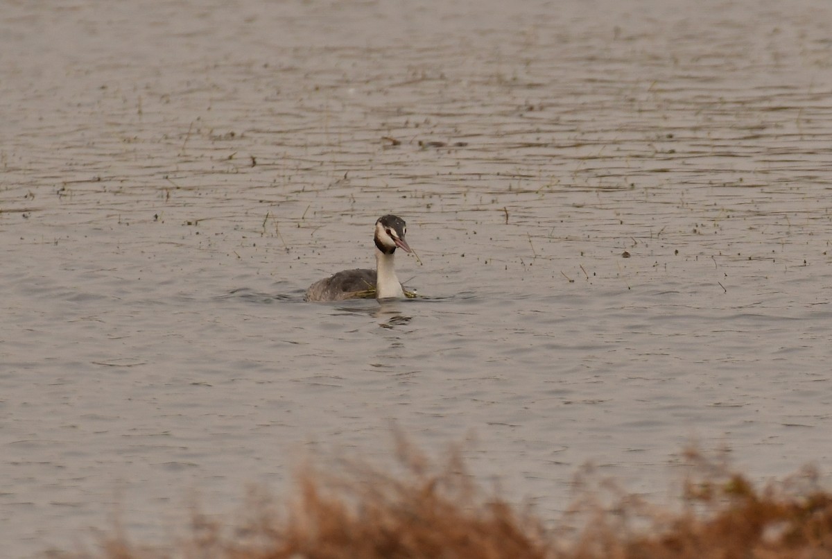 Great Crested Grebe - ML645926652
