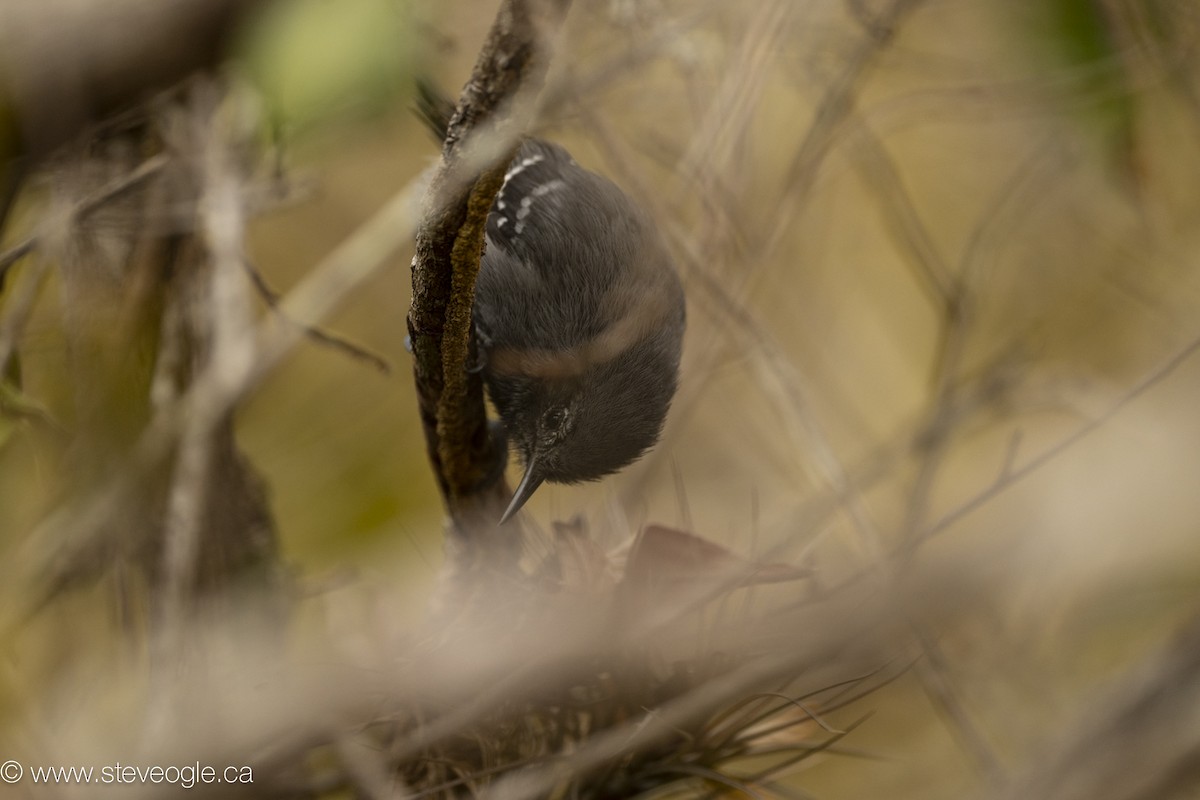 Narrow-billed Antwren - ML645926653