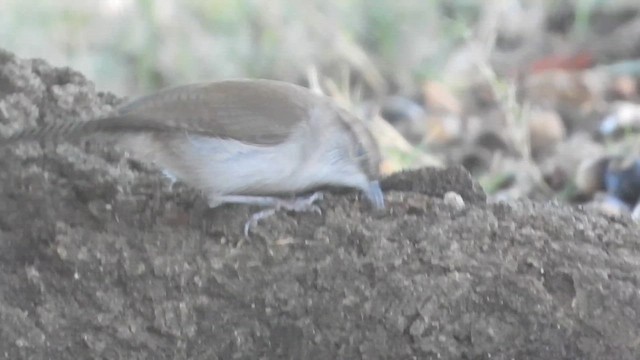 Bewick's Wren - ML645926656