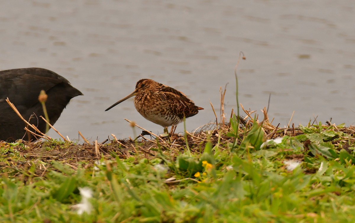 Agachadiza Común - ML645926659